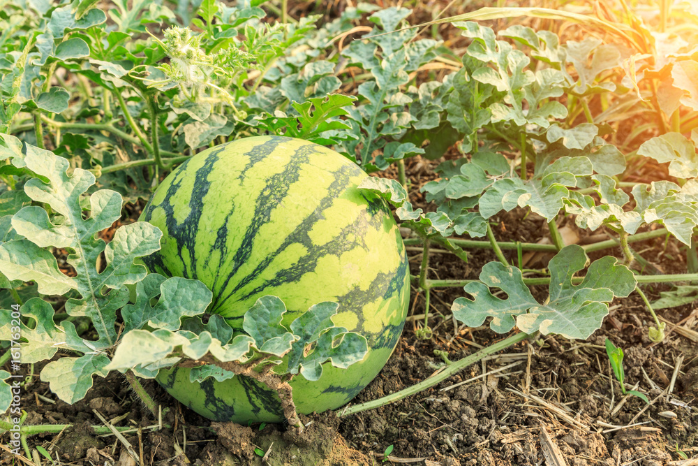 Agricultural watermelon field in the summer