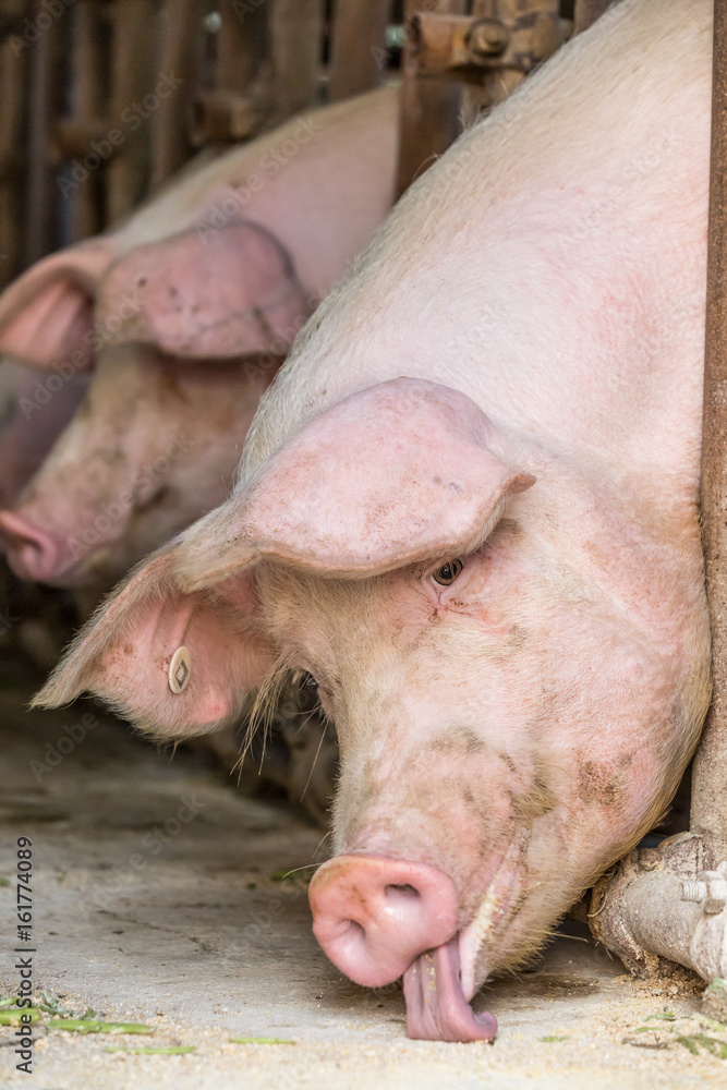 Pig in the countryside farm