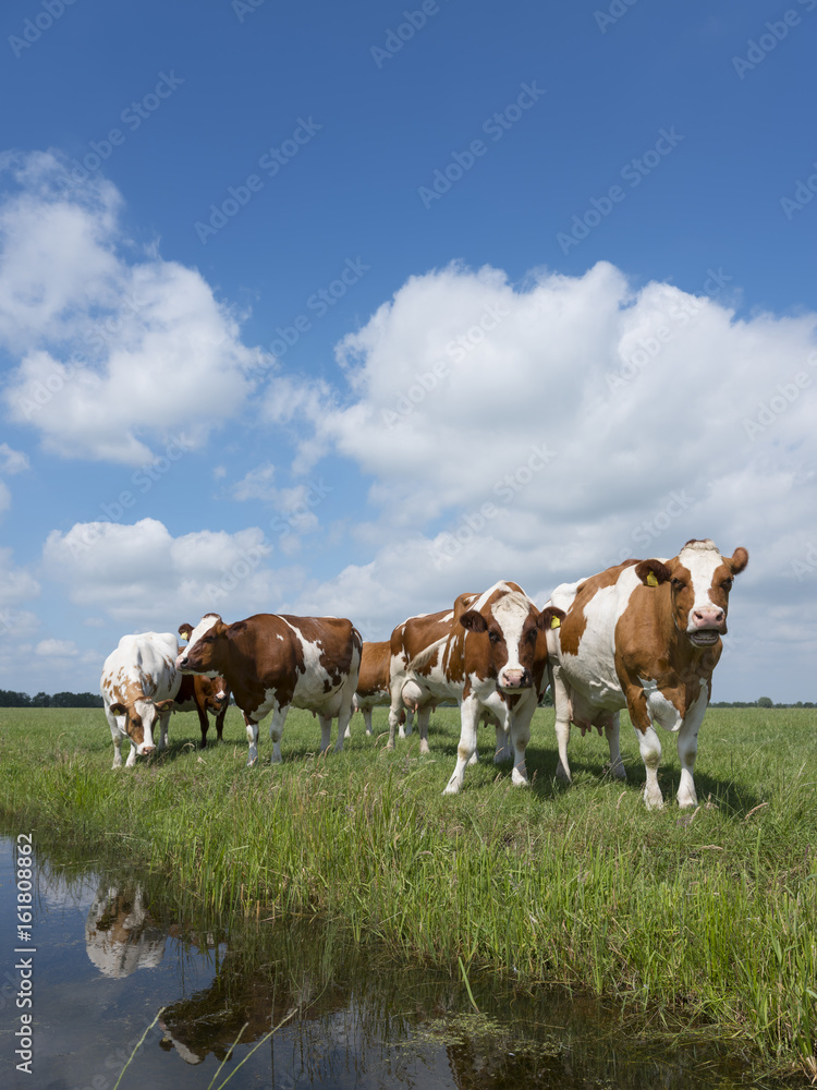 red and white cows in green grassy dutch meadow under blue sky with white clouds