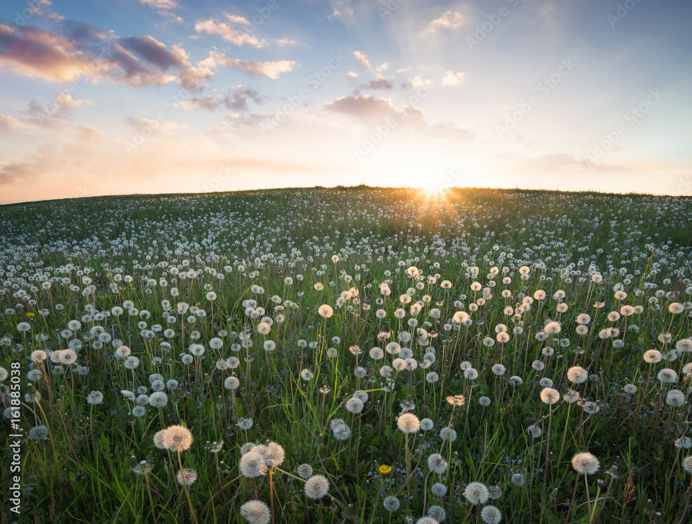 Flowers on the field. Beautiful natural landscape