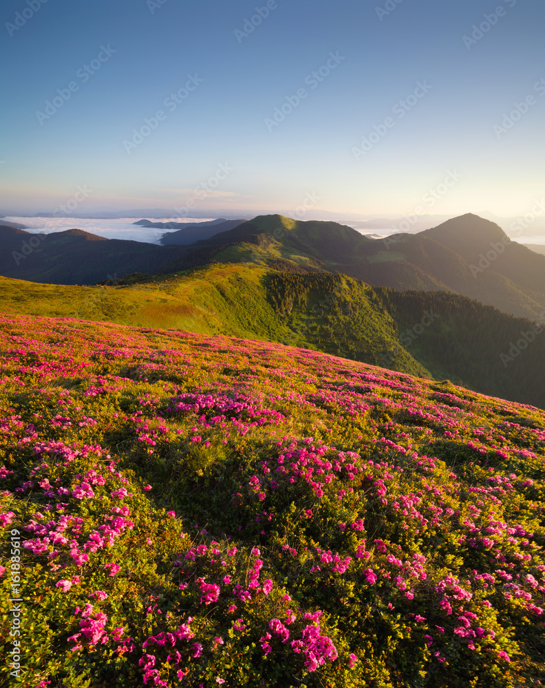 日出时在山上开花。夏天的自然景观很美