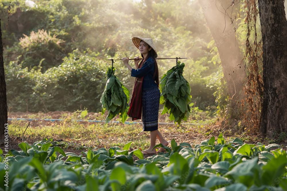 美丽的农村妇女穿着泰国连衣裙，在烟草种植园收割的肖像。