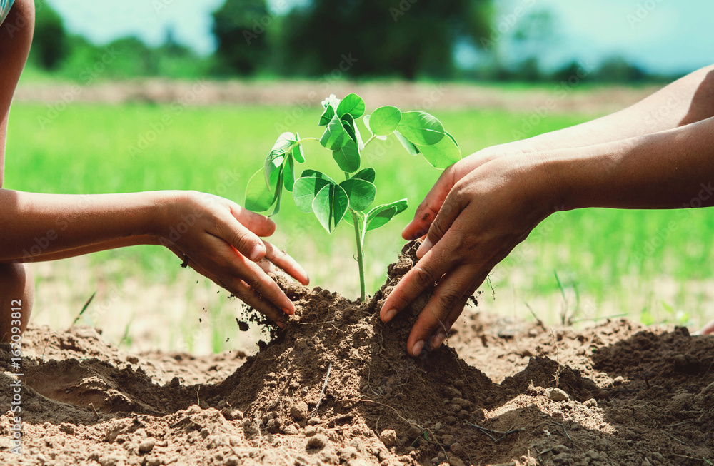 people hand helping plant the tree working together in farm concept eco