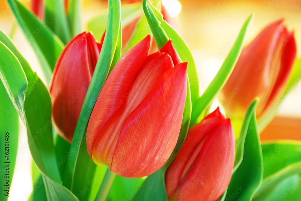 Tulips