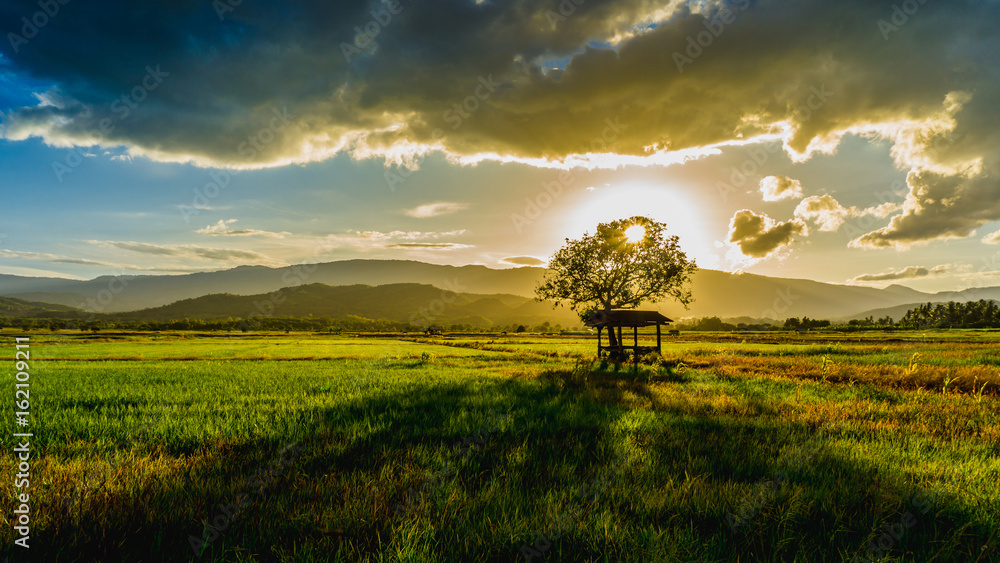 farmer hut and tree on agricultural garden in countryside Thailand and light shines sunset