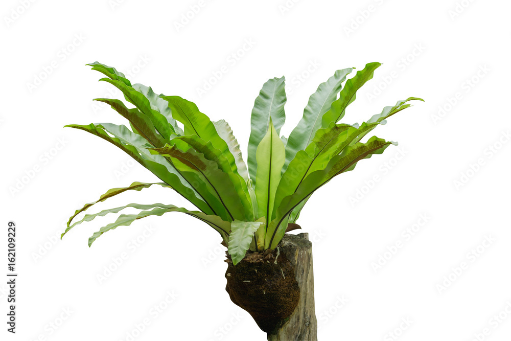 白色背景下分离的干燥木材上的鸟巢蕨类（Asplenium nidus），文件中包含一个夹子