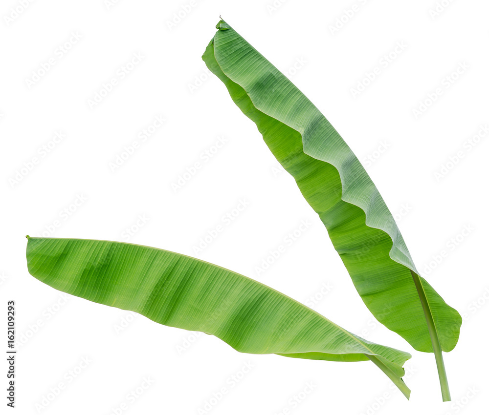 two banana leaf isolated on white background, File contains a clipping path.