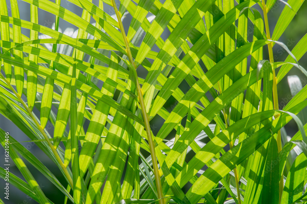 close up background green palm leaves