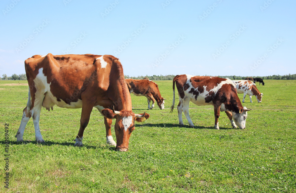 Cows graze in the meadow.