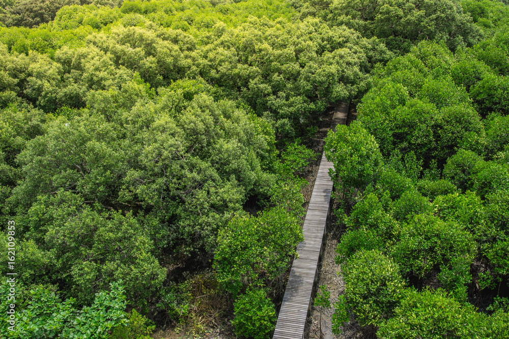 红树林森林中的木地板和桥梁。俯视图