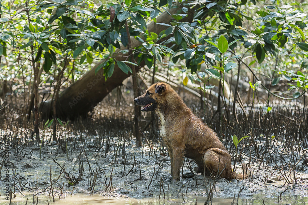 guard dog is watching for danger in mangrove forest