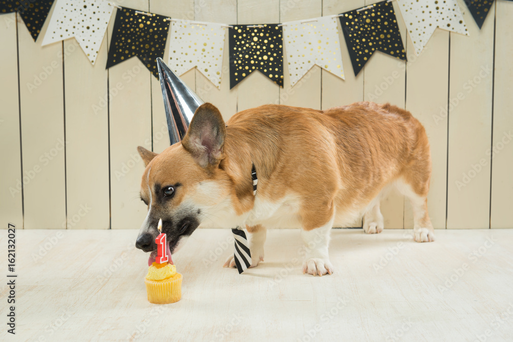 可爱的彭布罗克柯基犬戴着生日帽和节日纸杯蛋糕