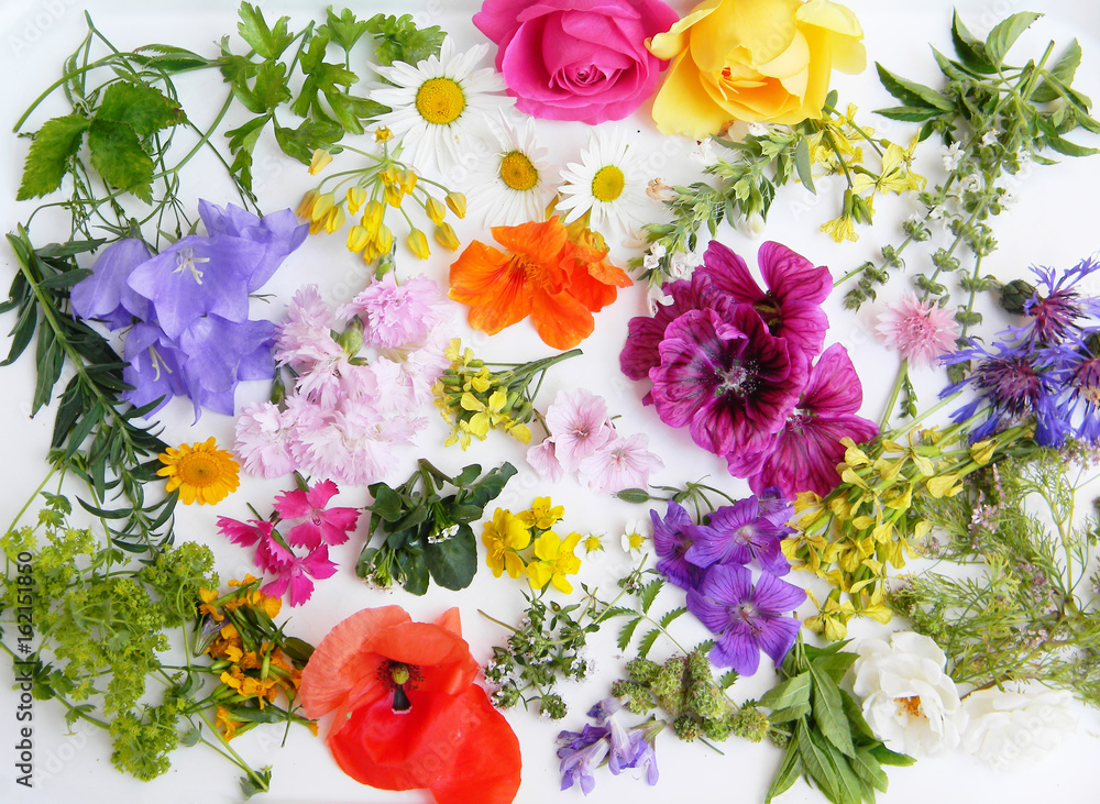 Edible flowers collection isolated on white background. Top view