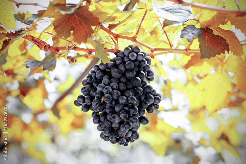 purple red grapes on the vine