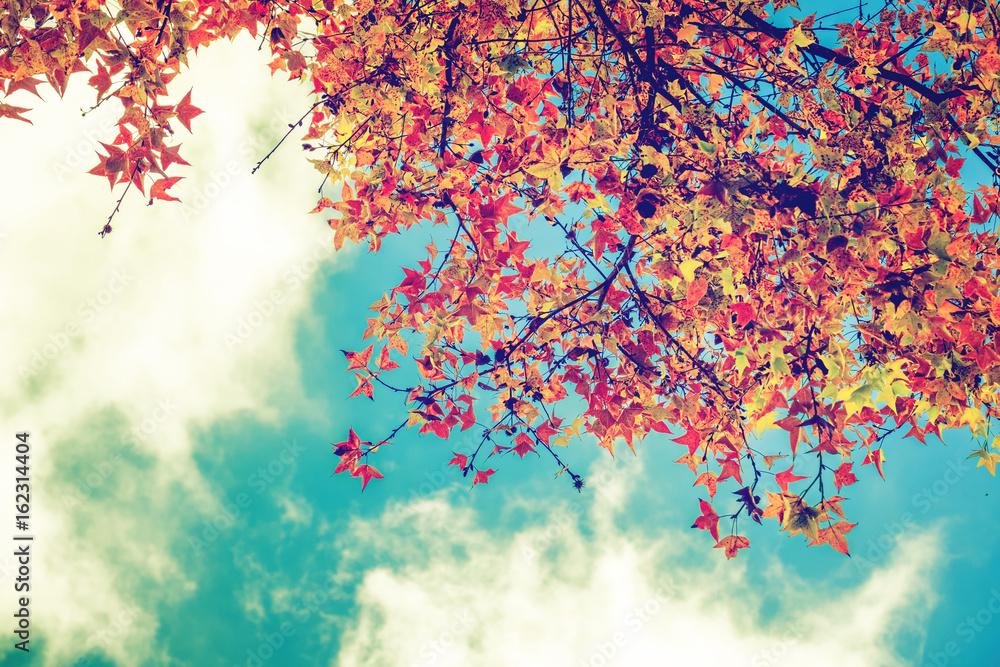 Beautiful autumn leaves and sky background in fall season, Colorful maple foliage tree in the autumn