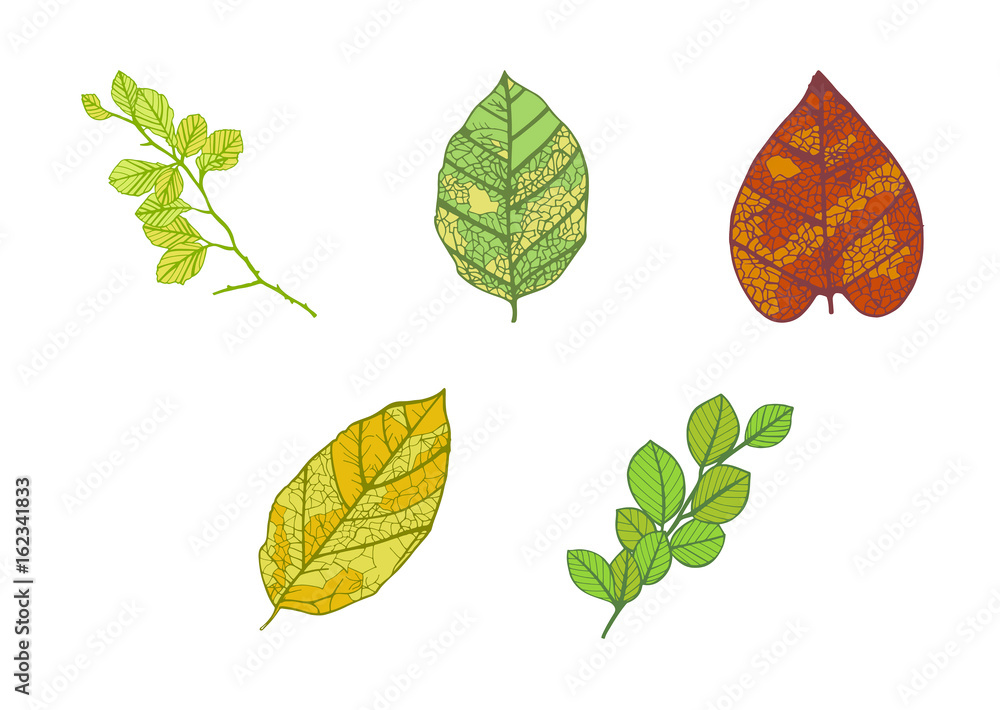 Vector icon of autumn leaves against white background