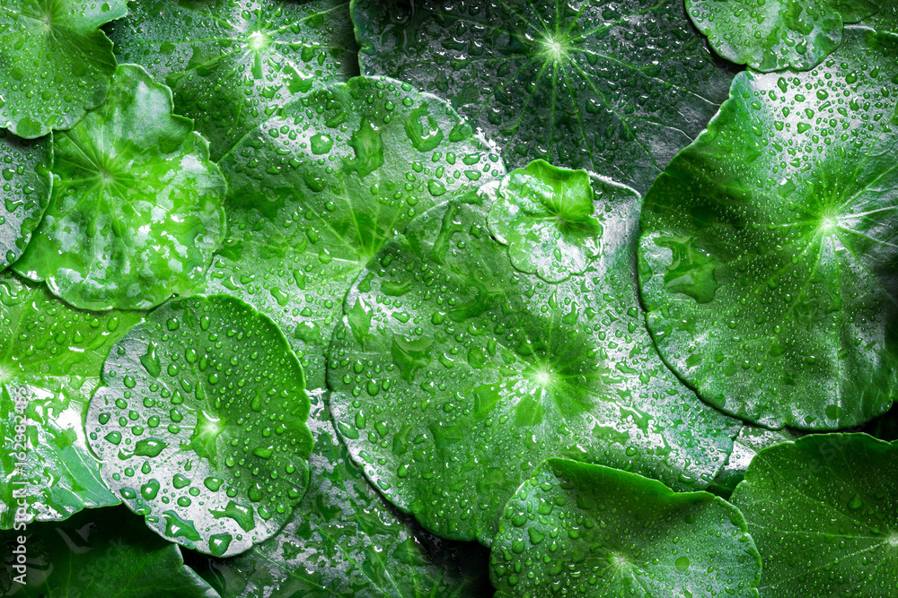 Close up circle green leaf decoration with water rain drop as abstract green background from the Cen