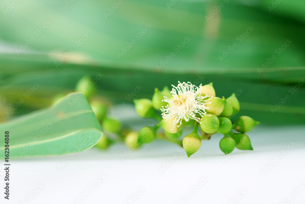 用白色背景上的花朵关闭桉树的叶子