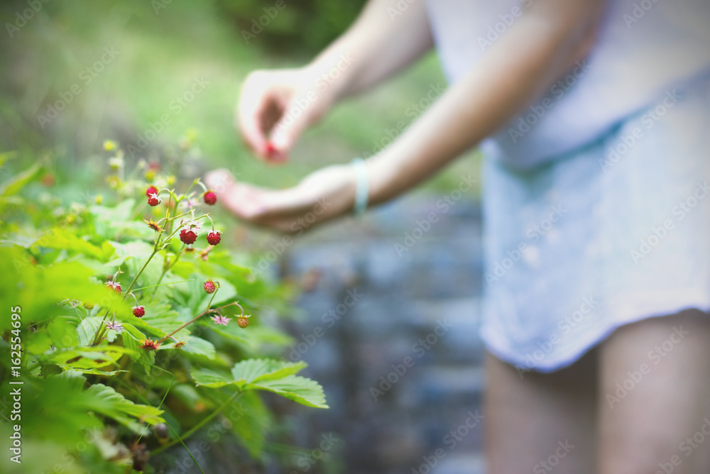 Woman collects wild strawberries in her garden. Focus on strawberries. Blurred person in the backgro