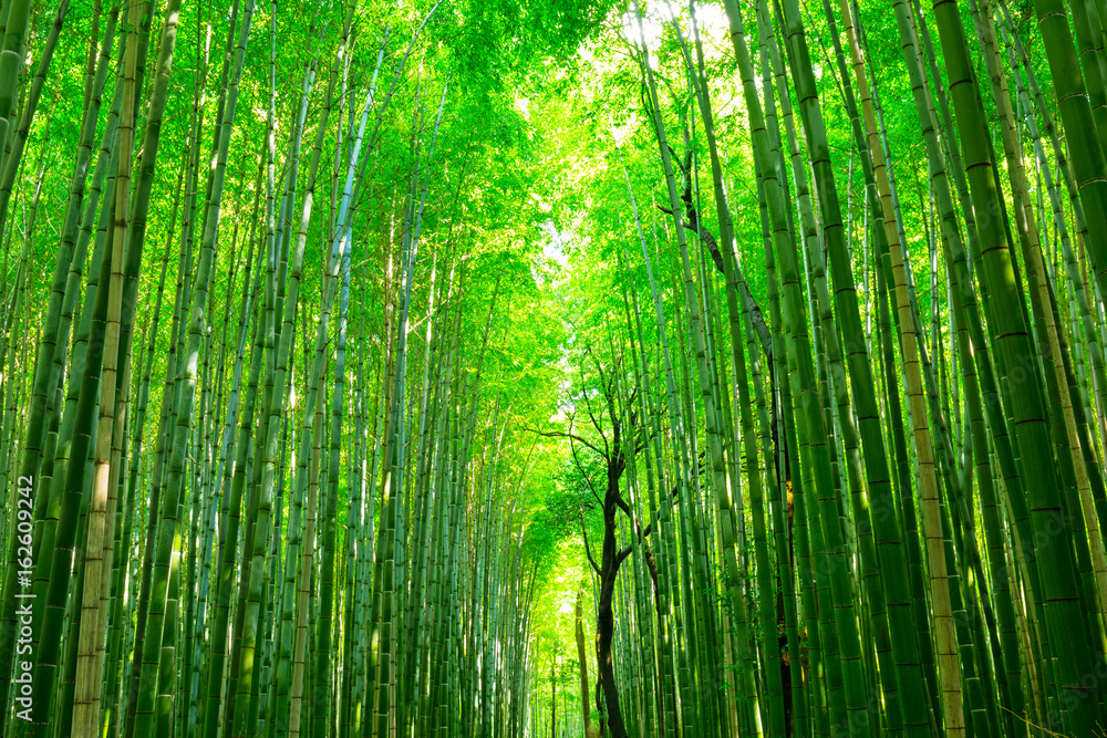 Bamboo forest of Arashiyama near Kyoto, Japan