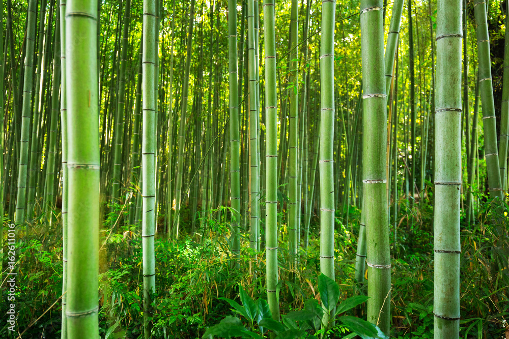 Bamboo forest of Arashiyama near Kyoto, Japan