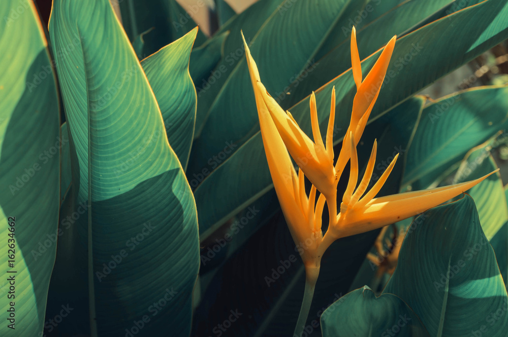 bird of paradise flower instagram effect