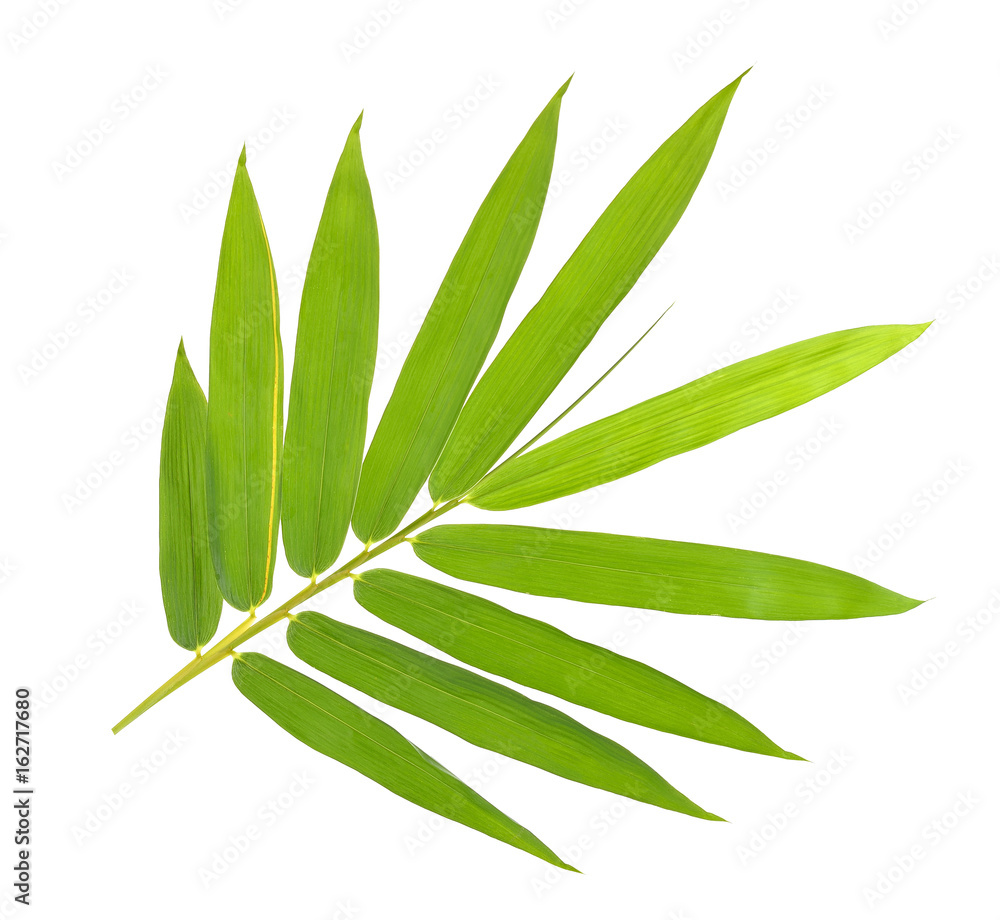 Bamboo leaf isolated on white background