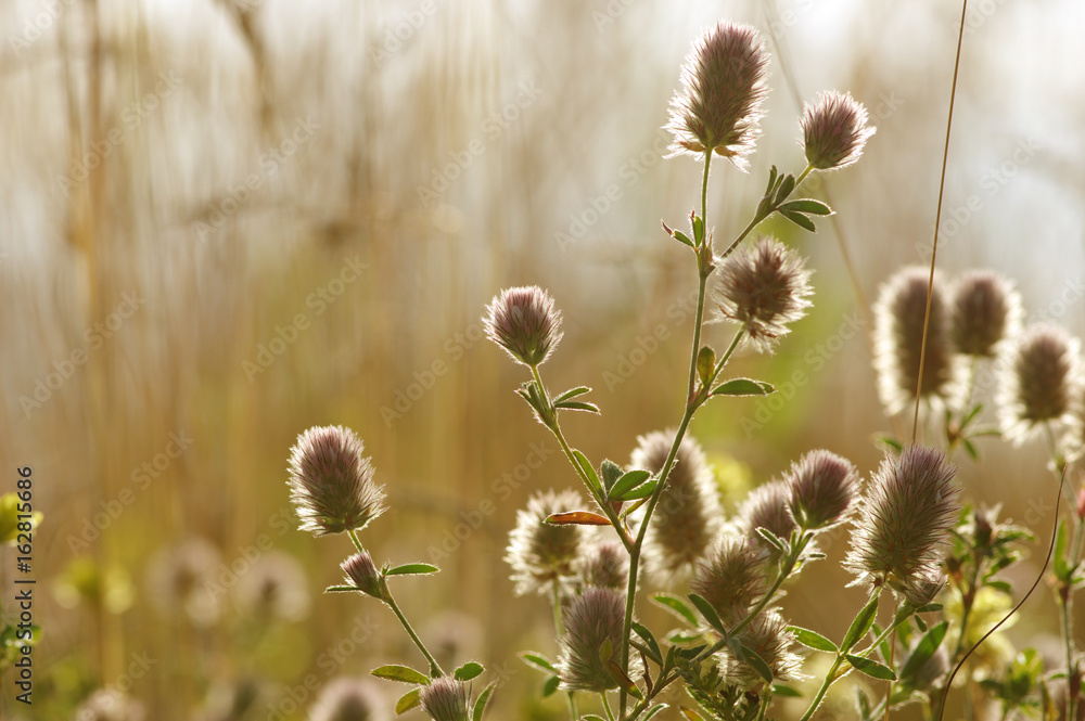 Summer flowering grass