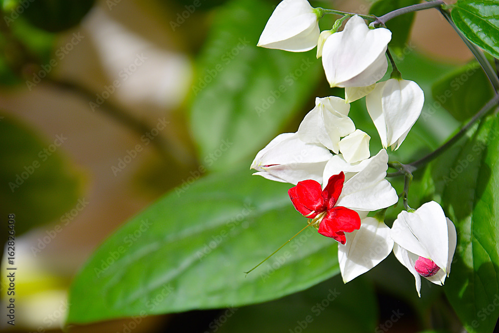 花的花（兰。花）。