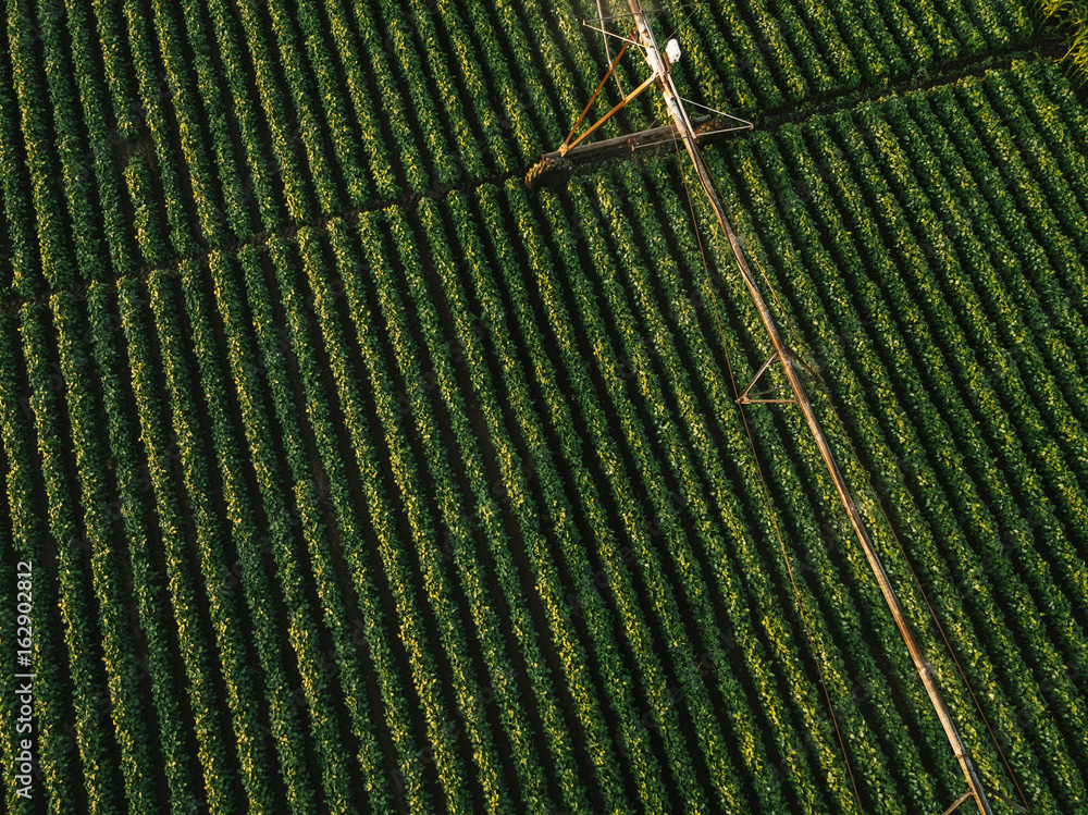 Aerial view of irrigation equipment watering green soybean crops