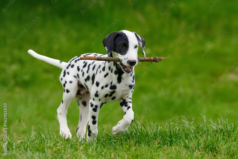 达尔马提亚犬夏季户外活动