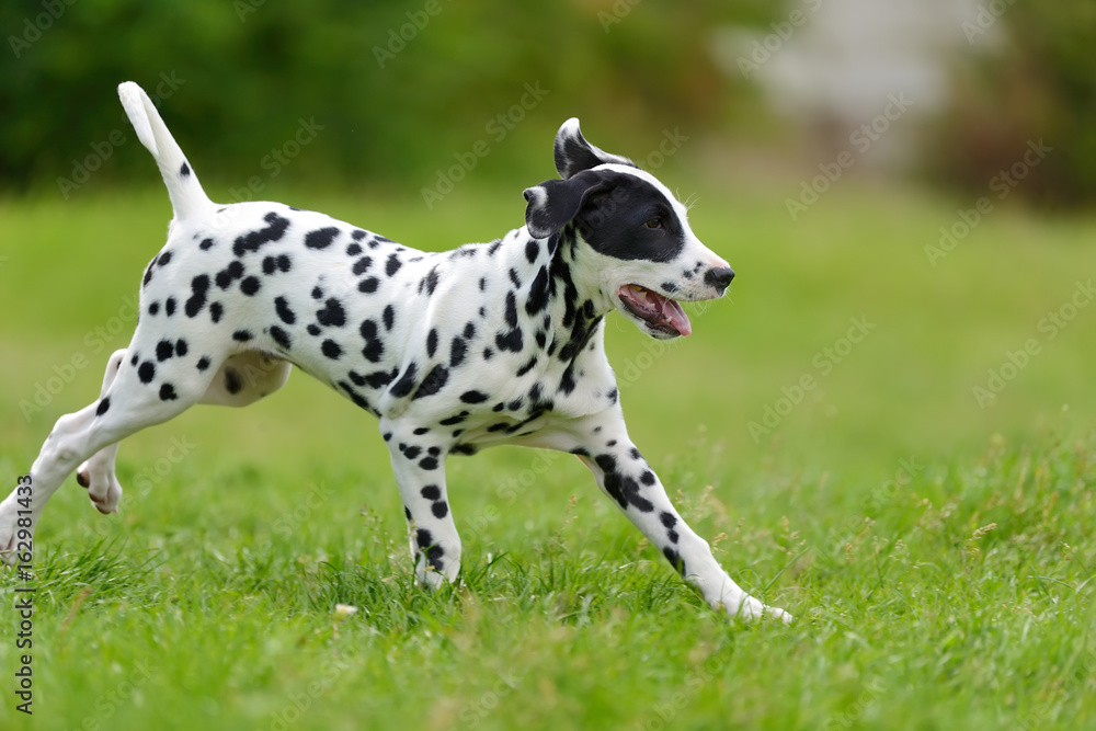 夏季户外达尔马提亚犬