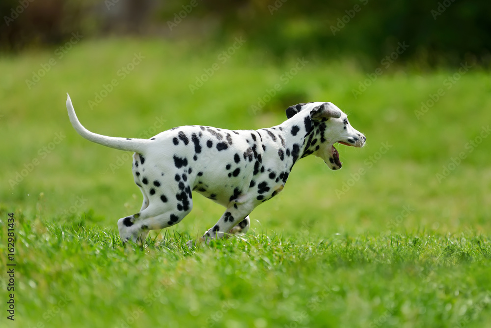 达尔马提亚犬夏季户外活动