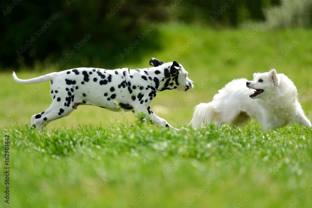 达尔马提亚犬夏季户外活动