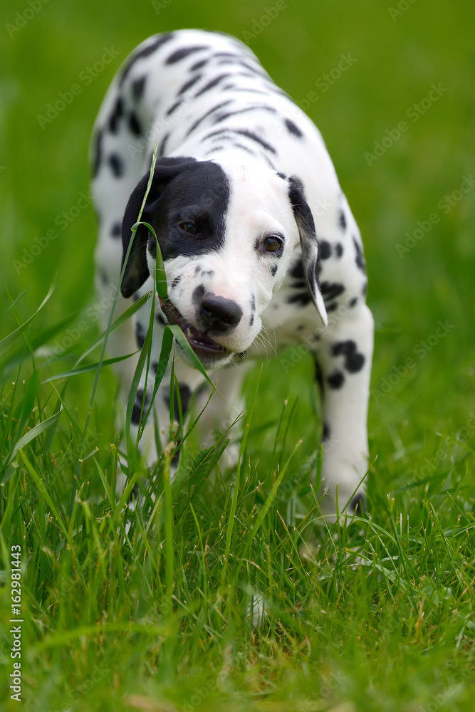 达尔马提亚犬夏季户外活动