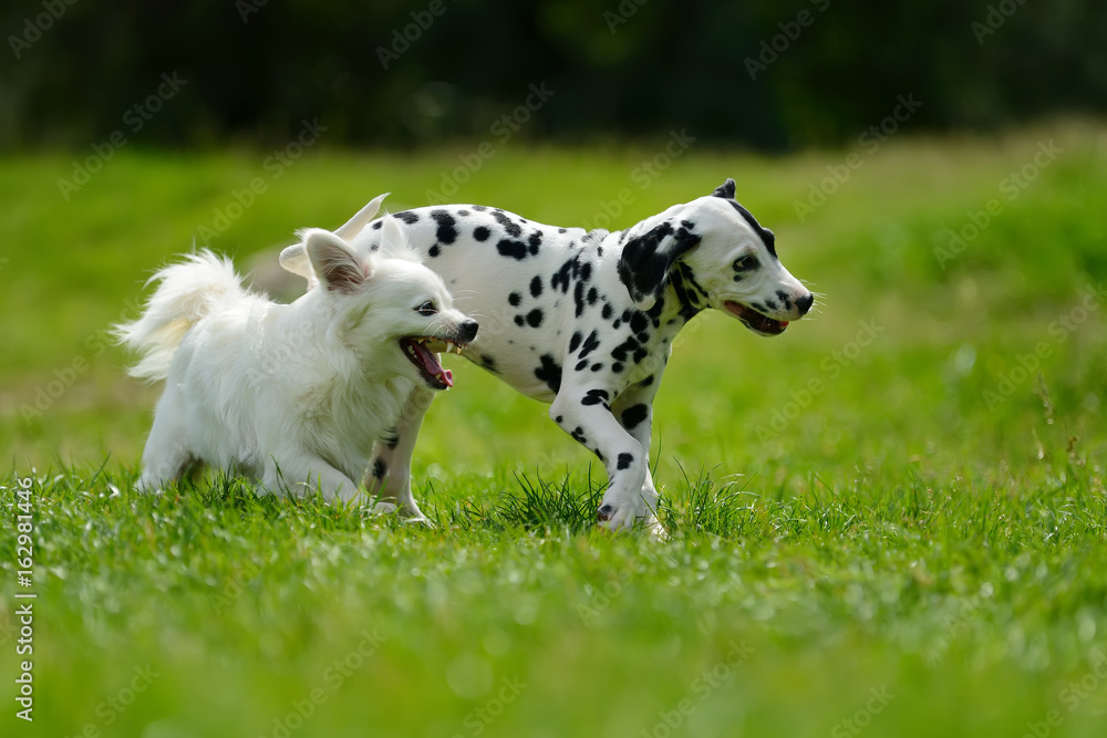 达尔马提亚犬夏季户外活动