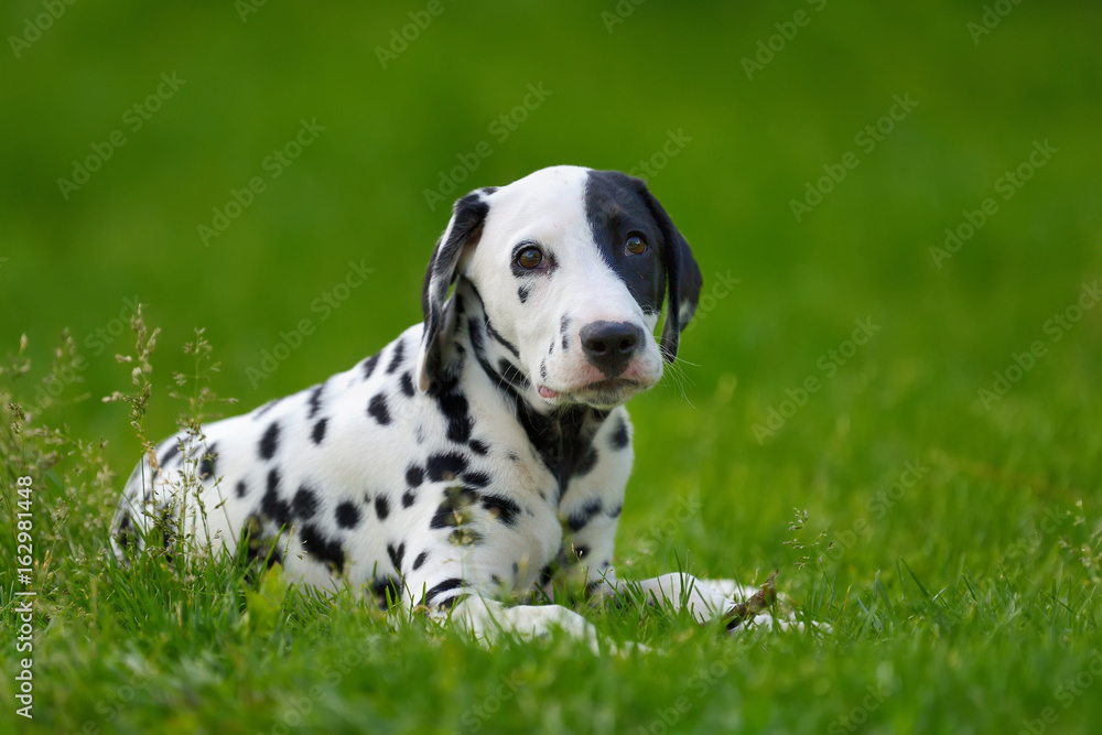 Dalmatian dog outdoors in summer