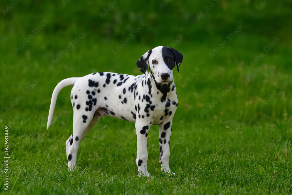 Dalmatian dog outdoors in summer