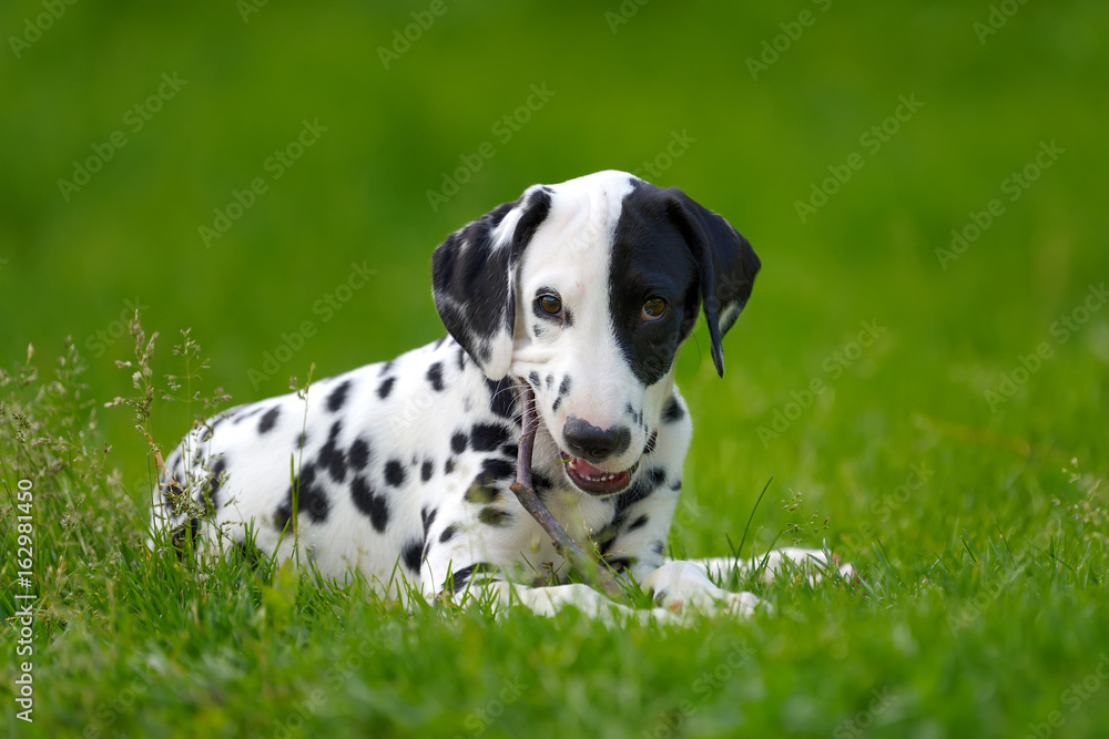 达尔马提亚犬夏季户外活动