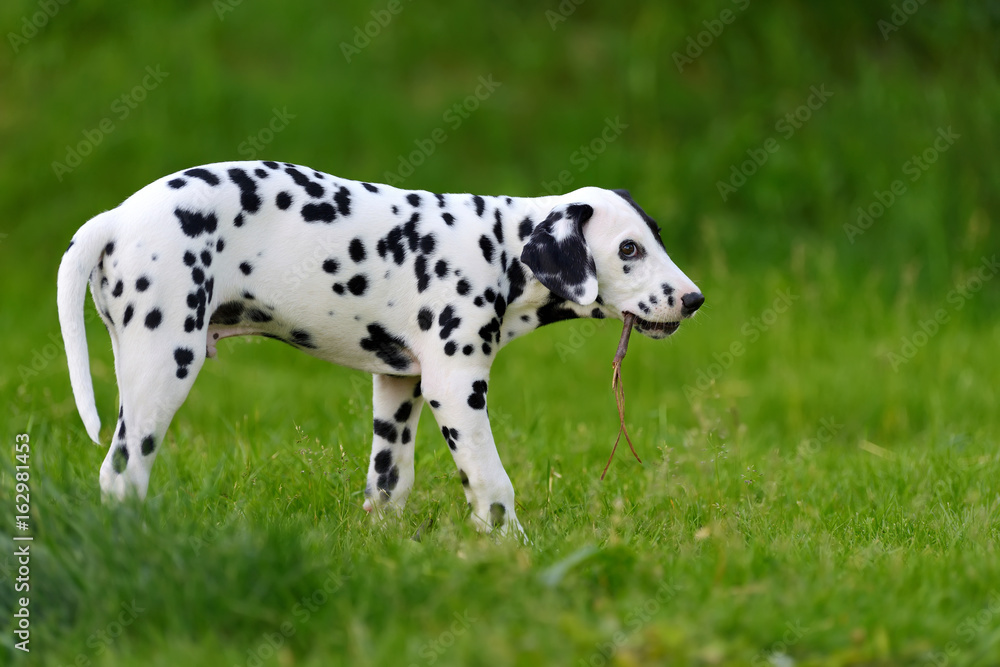 达尔马提亚犬夏季户外活动