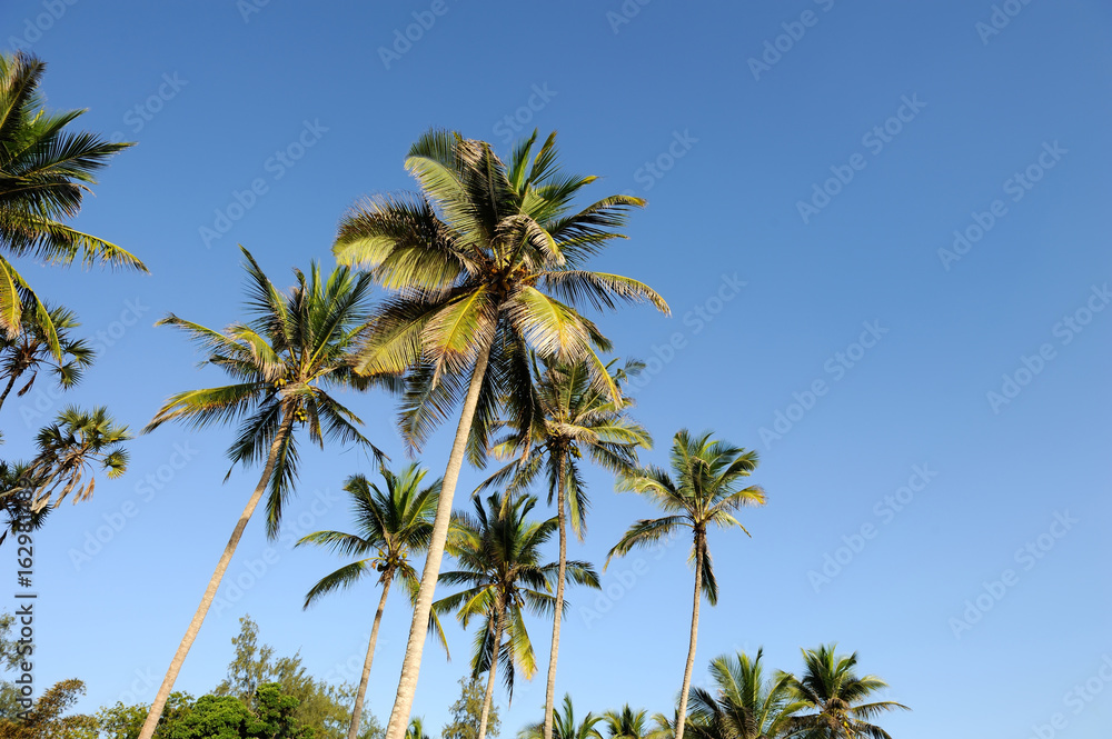 Beautiful palm trees