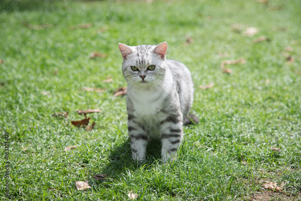 猫在绿色草地上行走