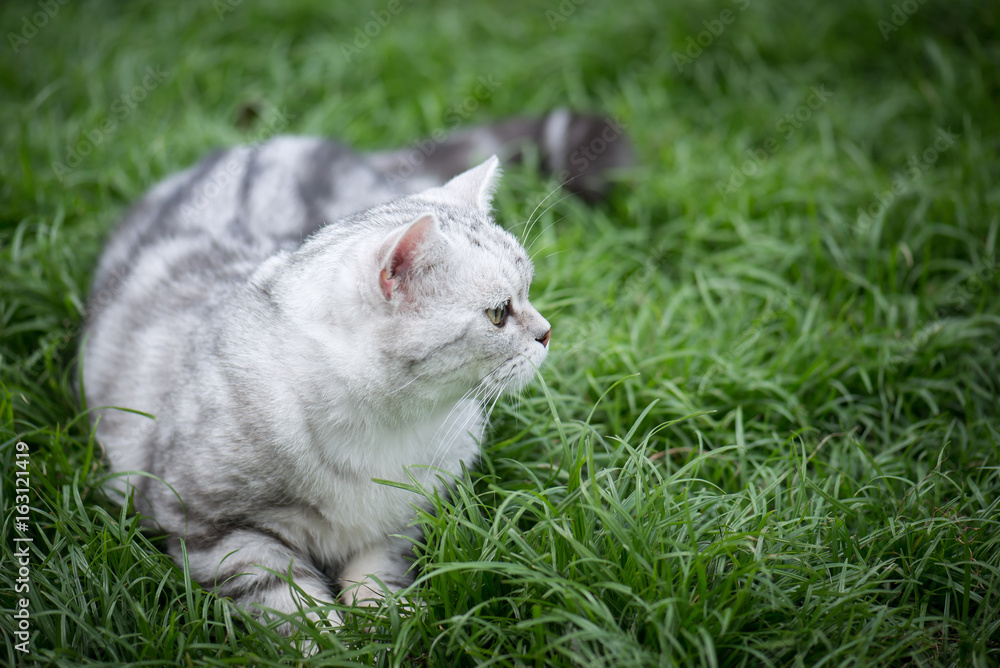 猫在绿色草地上行走