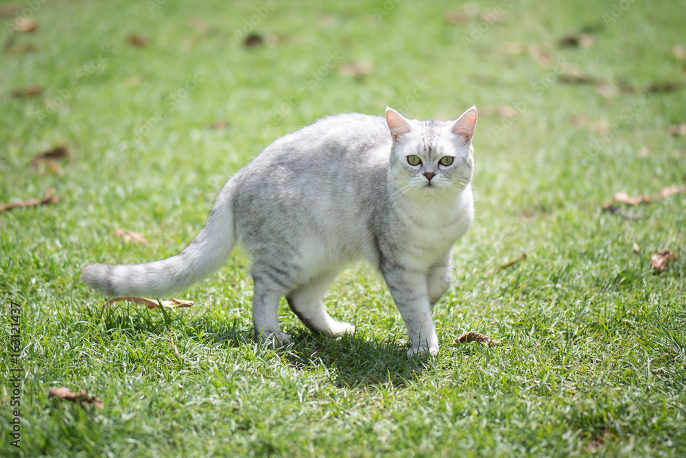 cat walking on green gras