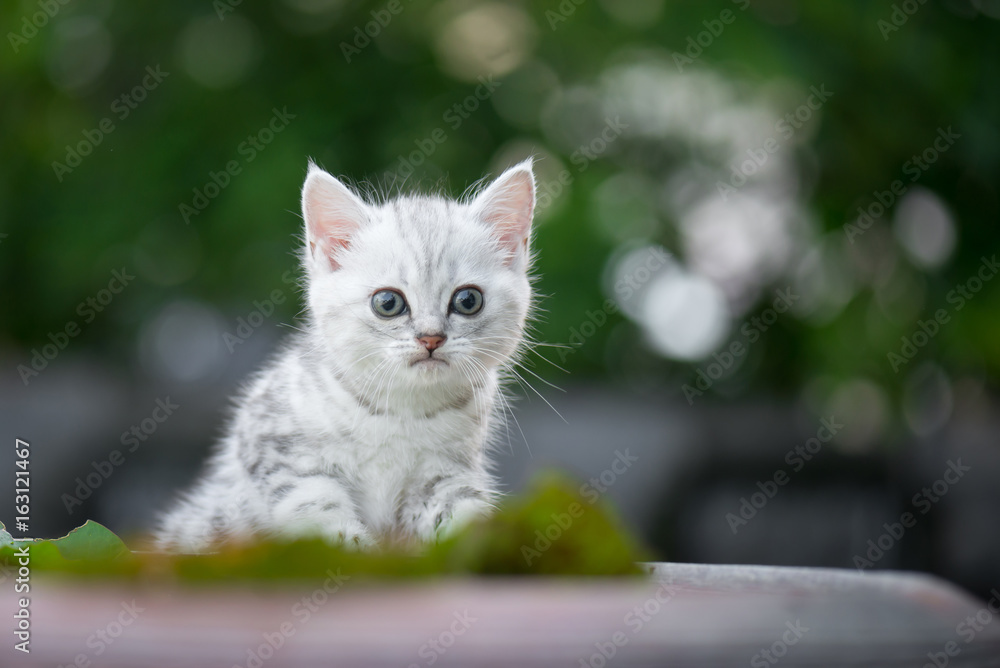 可爱的美国短发小猫玩耍