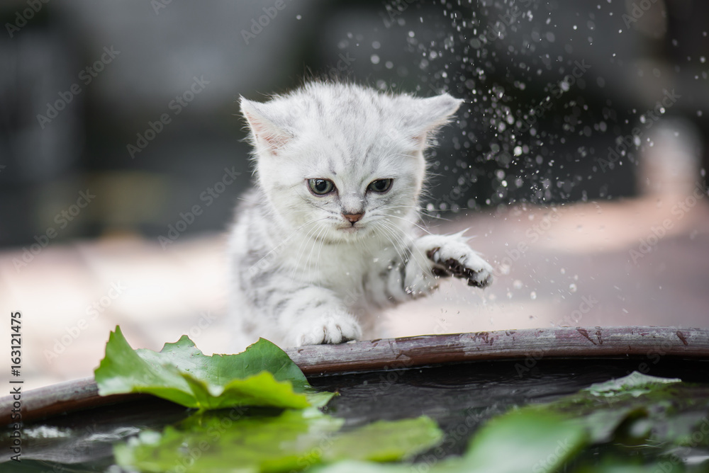 小猫抖掉腿上的水