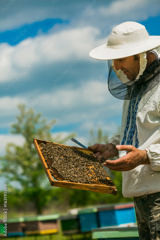 Beekeeper is working with bees and beehives on the apiary. Beekeeper on apiary.