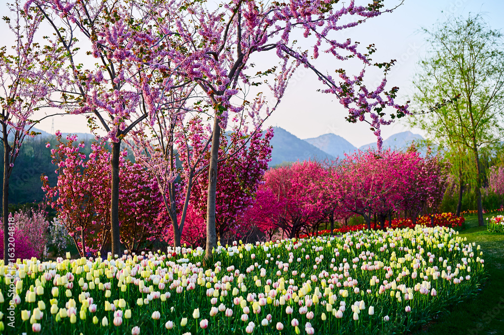 郁金香花田风景区