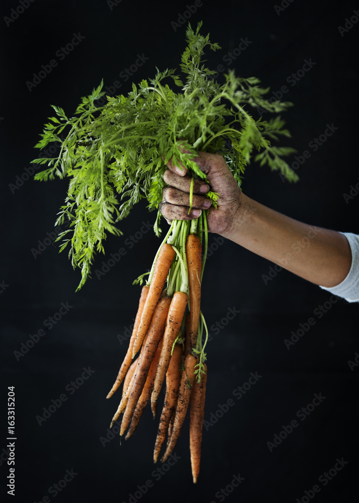 Closeup of hand holding fresh organic carrots with black background