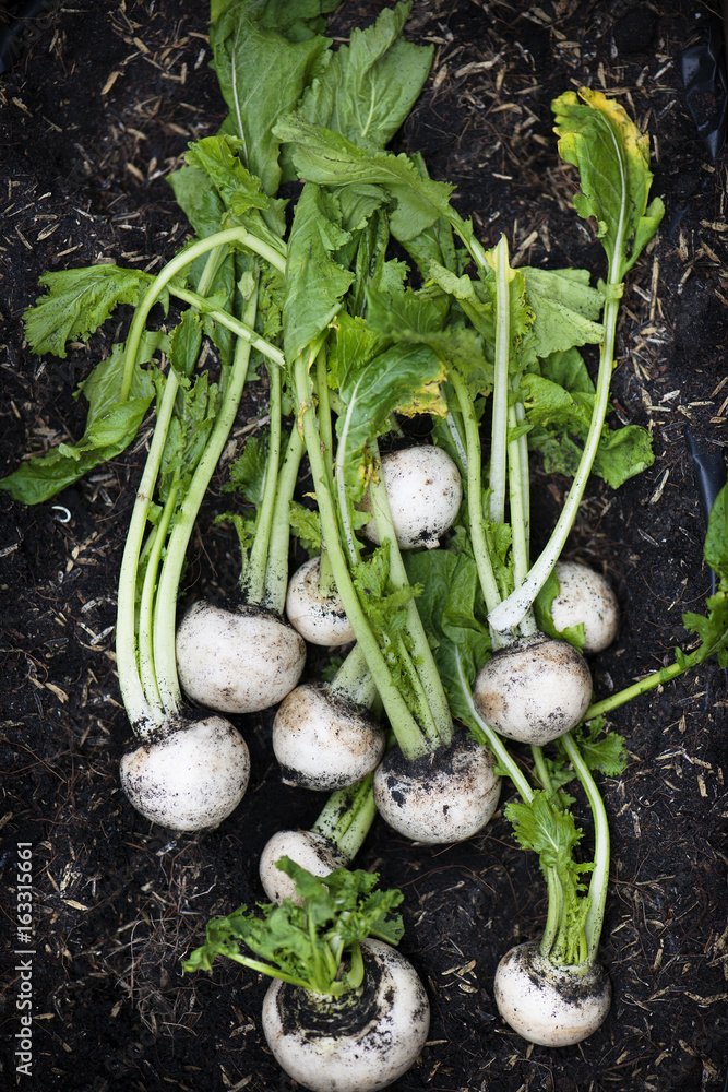 Closeup of fresh organic white turnips in soil